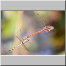 Sympetrum striolatum - Grosse Heidelibelle 01b Paarung.jpg